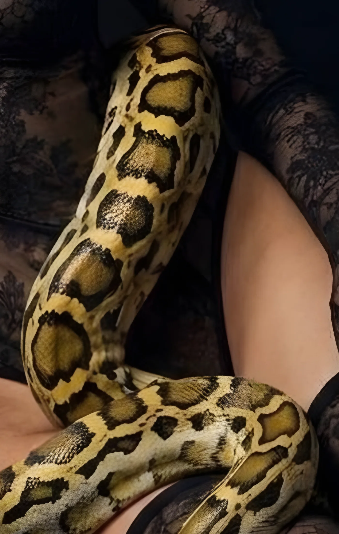 The python rising across the black lace bodysuit.