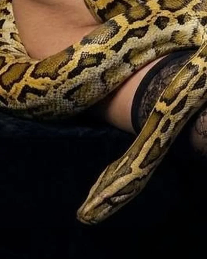 The python's head resting on black velvet.
