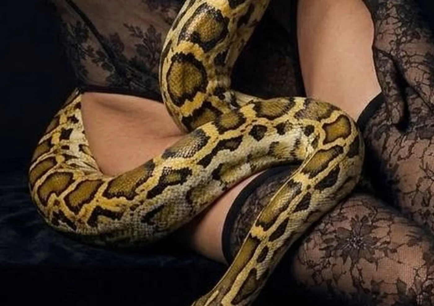 The python's patterned body coiled over black lace stockings.