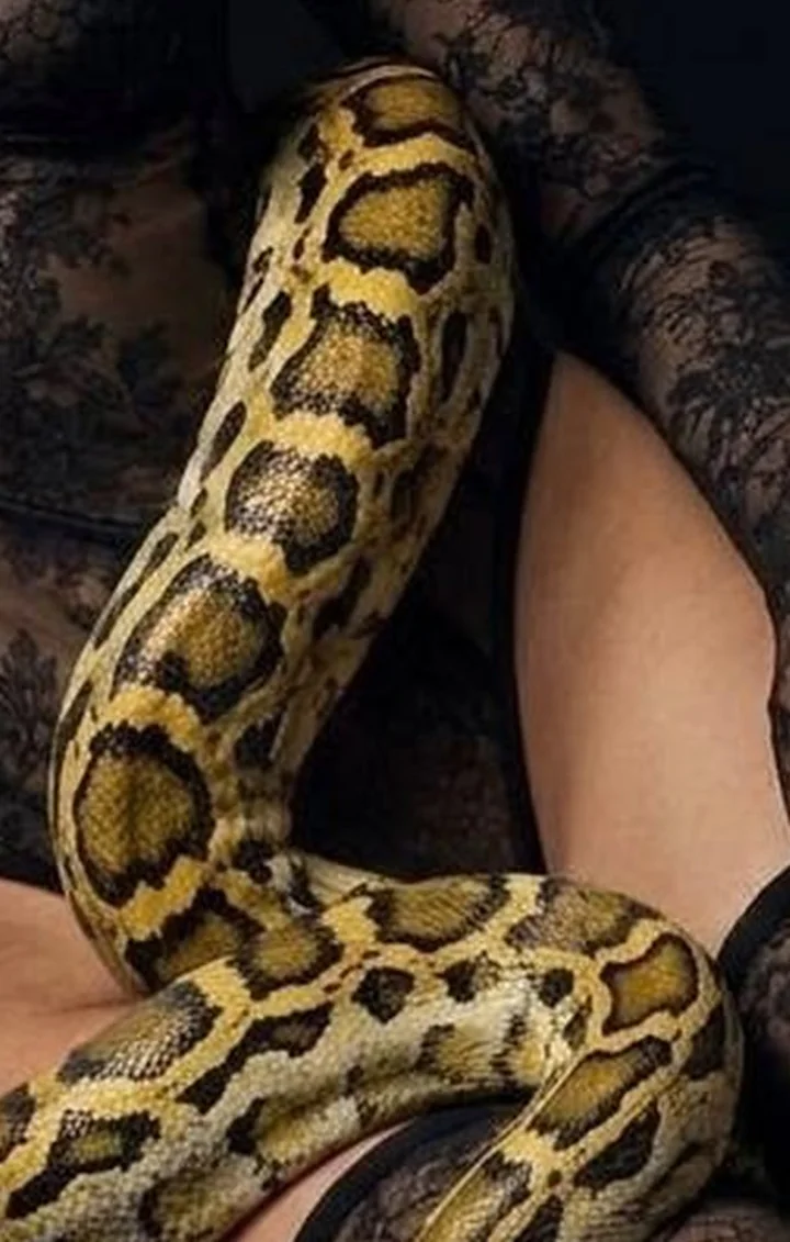 The python rising across the black lace bodysuit.